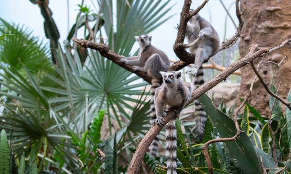 Wildlife Conservation Society